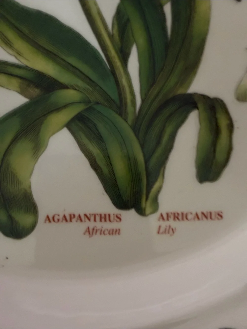 Portmeirion Botanic Garden African Lily Agapanthus 10 ½” Dinner Plate